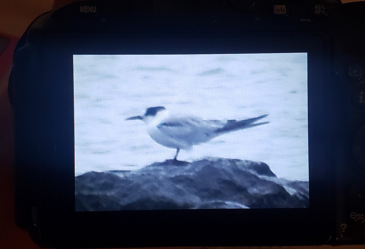 ebird-checklist-2-apr-2024-dauphin-island-ferry-terminal-9-species