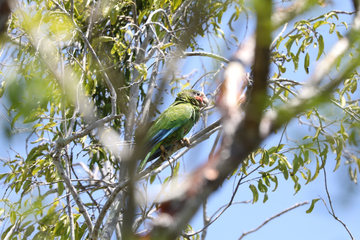 Cuban Parrot (Cayman Is.) - ML616842386