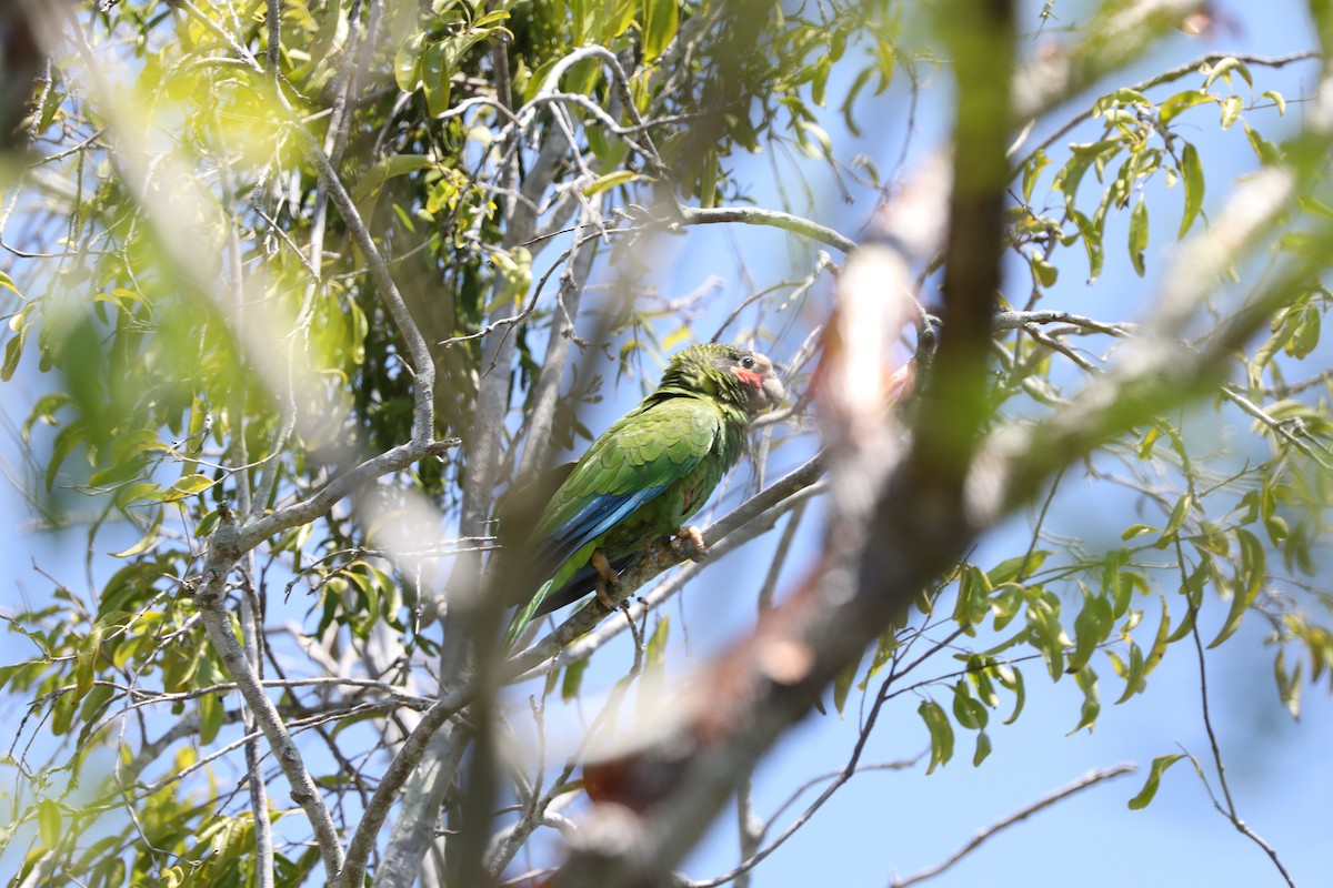 Cuban Parrot (Cayman Is.) - Joshua Stafford
