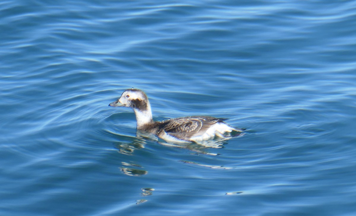 Long-tailed Duck - ML616842401