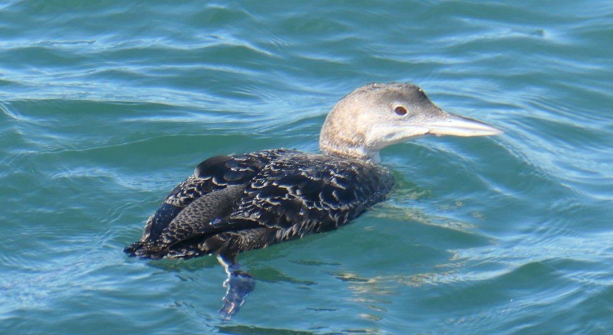 Common Loon - Cecile Boucher