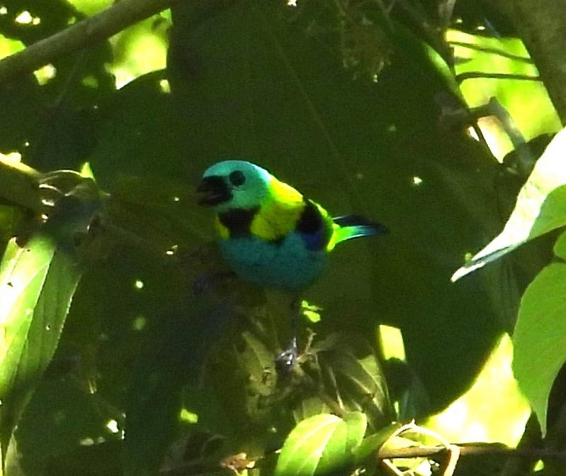Green-headed Tanager - ML616842440