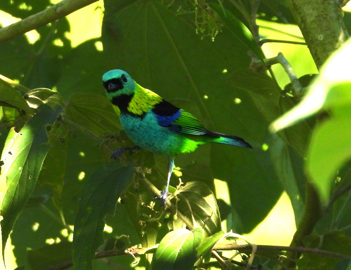 Green-headed Tanager - ML616842441