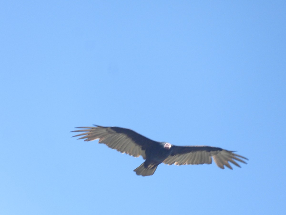 Turkey Vulture - ML616842501
