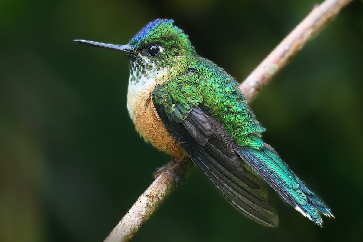 Violet-tailed Sylph - ML616842503