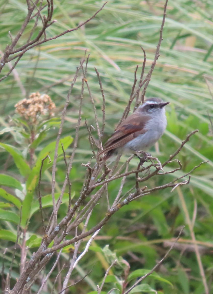 White-browed Chat-Tyrant - ML616842524