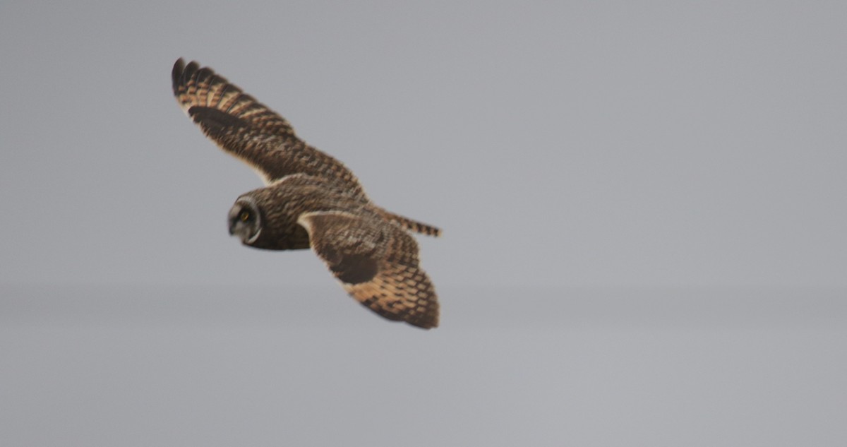 Short-eared Owl - ML616842711