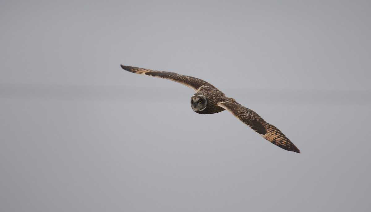 Short-eared Owl - ML616842716