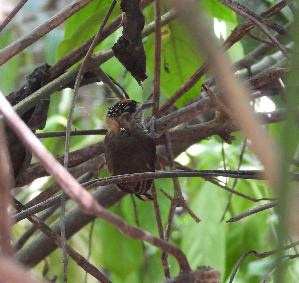 Ochre-collared Piculet - ML616842730