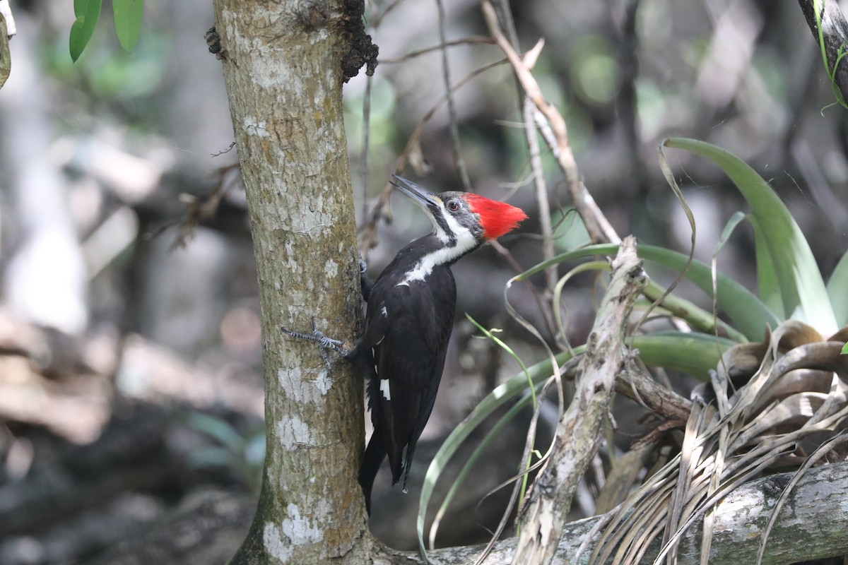 Pileated Woodpecker - ML616842736