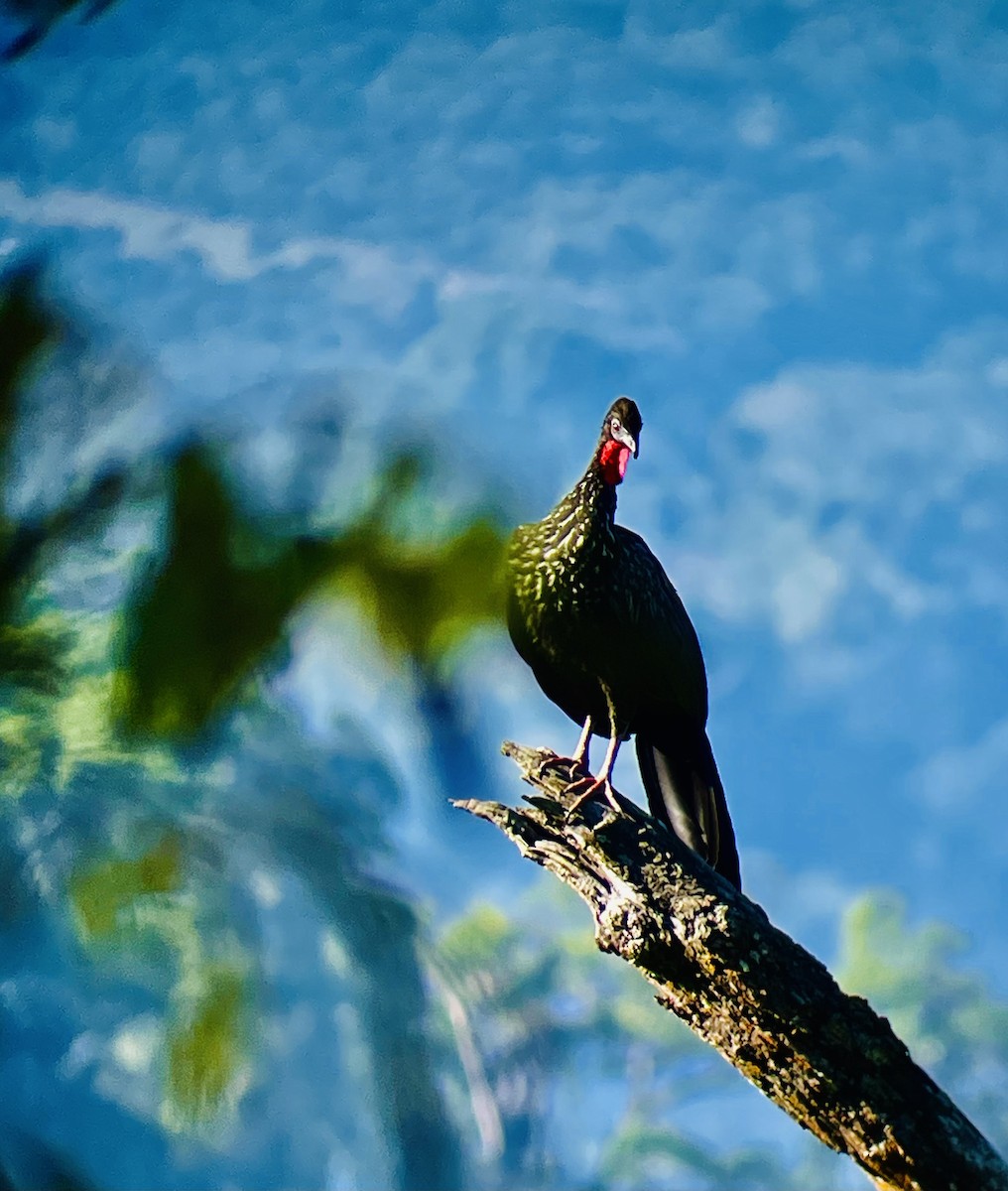 Crested Guan - ML616842762