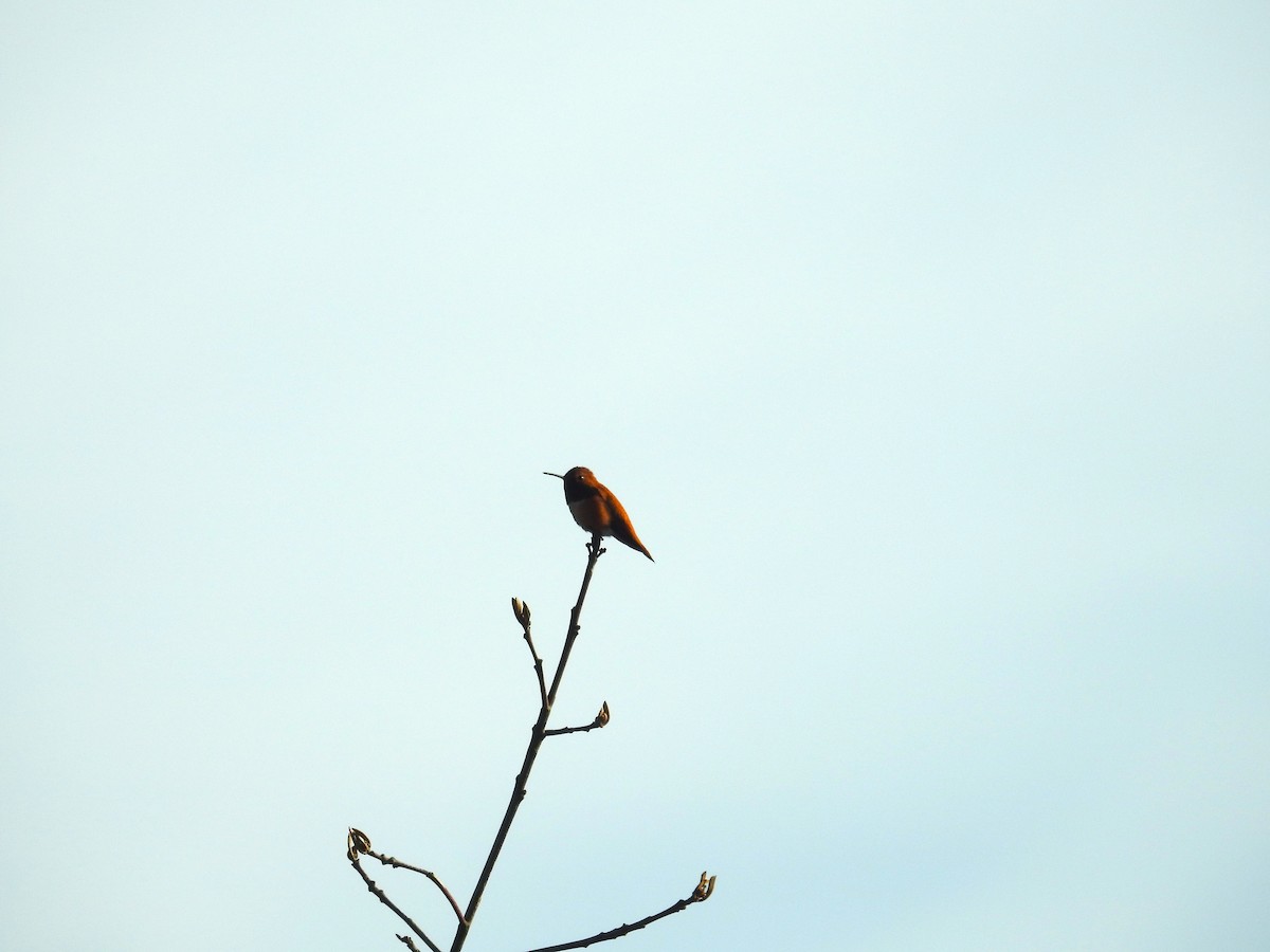 Rufous Hummingbird - ML616842801