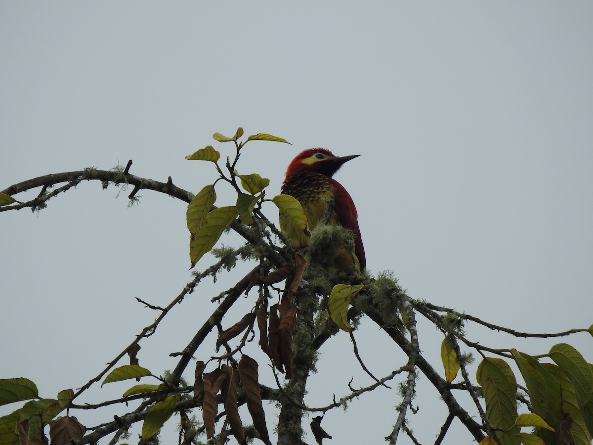 Crimson-mantled Woodpecker - ML616842898