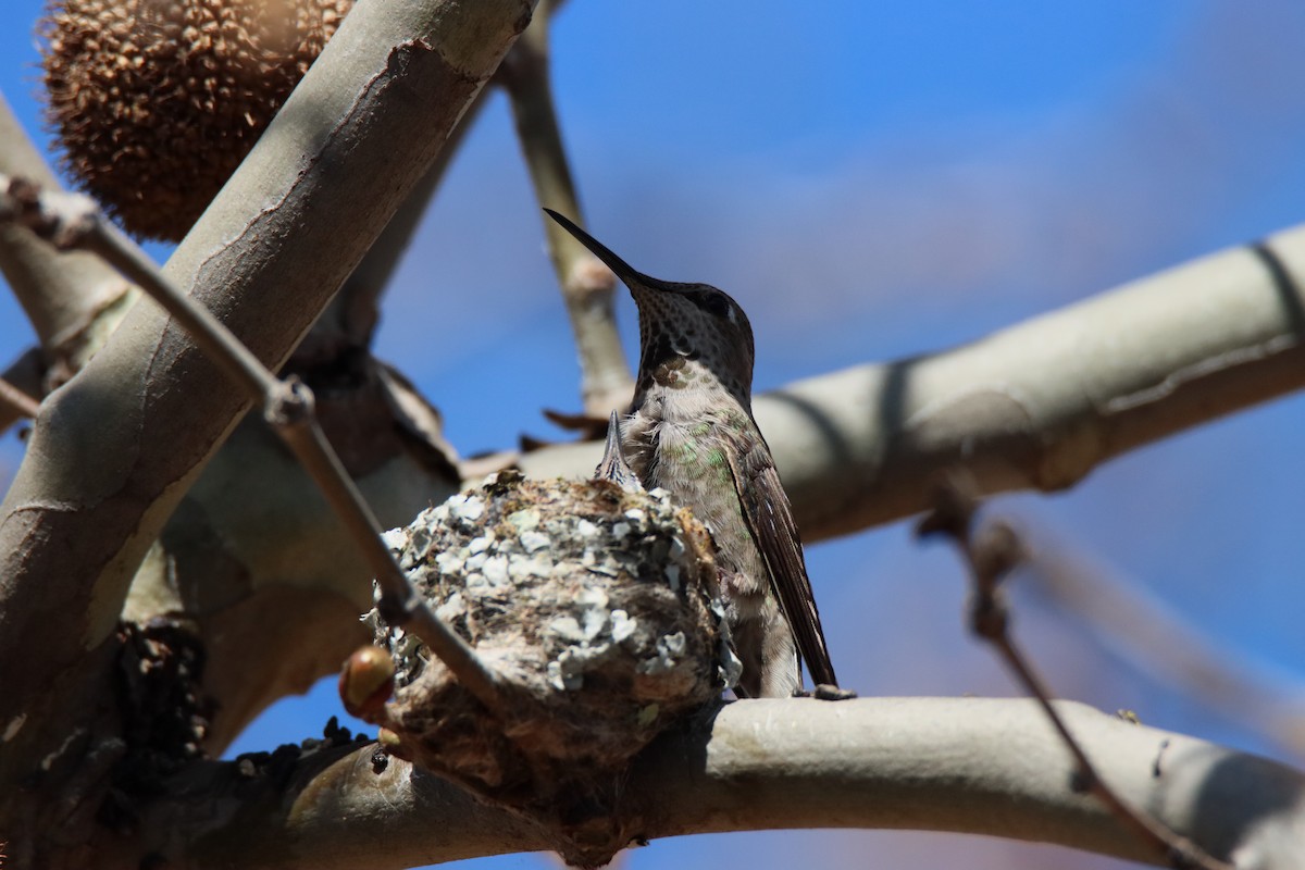 Anna's Hummingbird - ML616842906