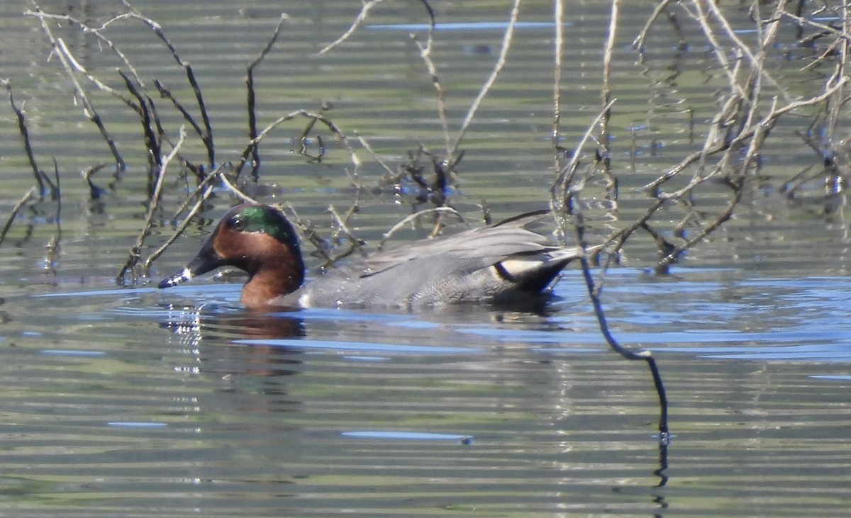 Green-winged Teal - ML616842913