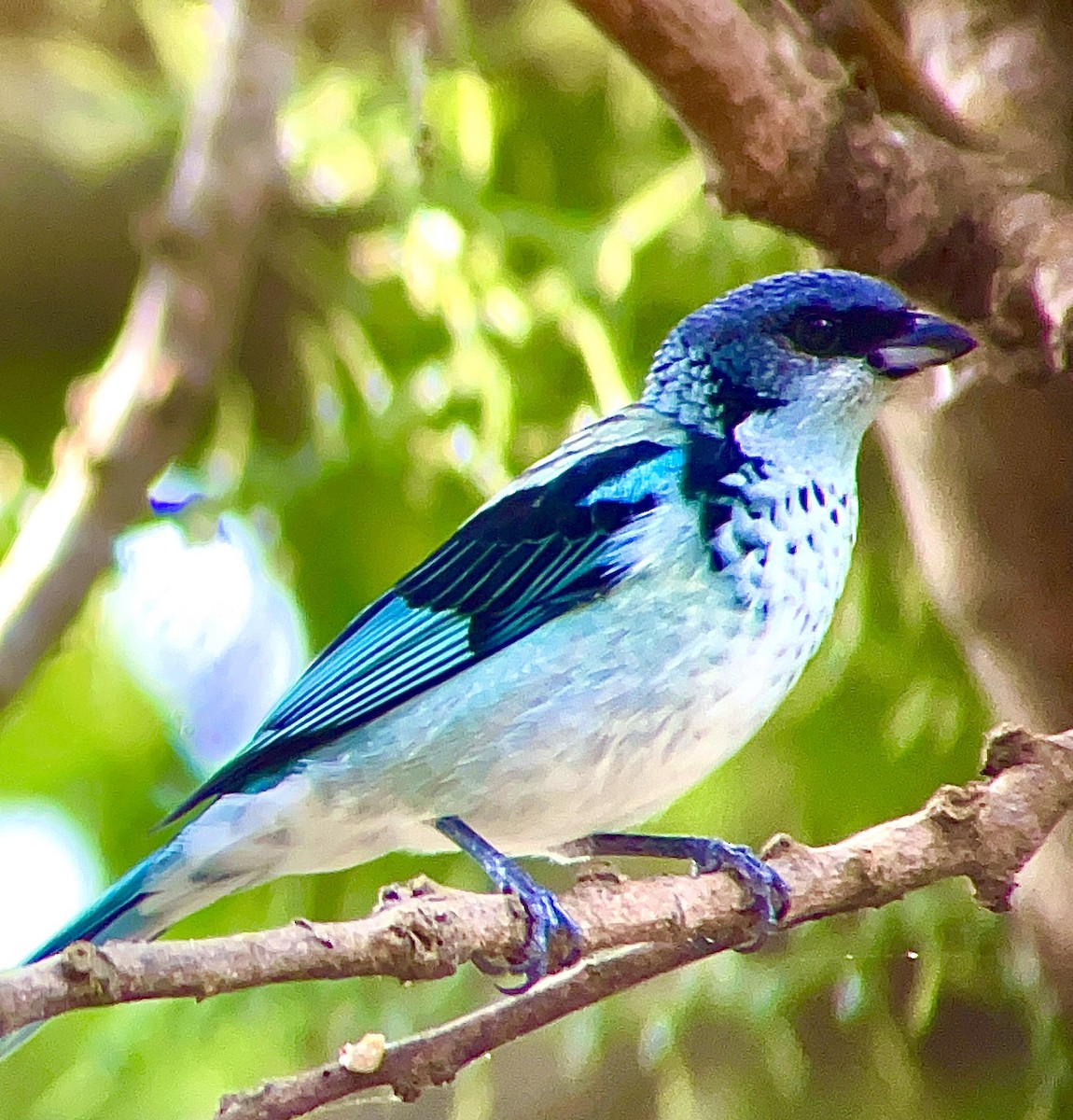 Azure-rumped Tanager - ML616842928