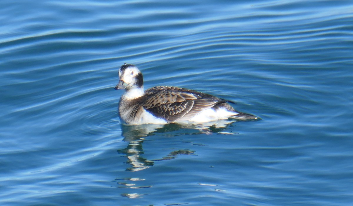 Long-tailed Duck - Cecile Boucher