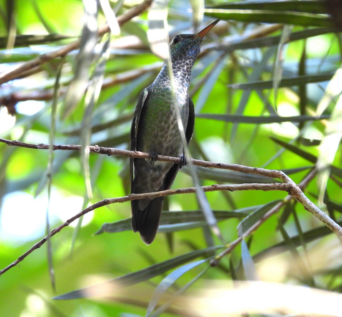 kolibřík pestrý - ML616843083