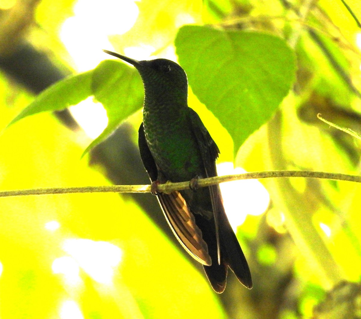 kolibřík fialovotemenný - ML616843169