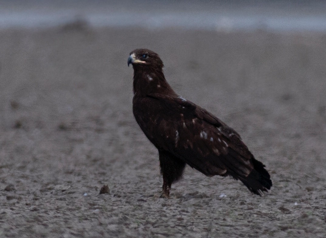 Greater Spotted Eagle - ML616843194