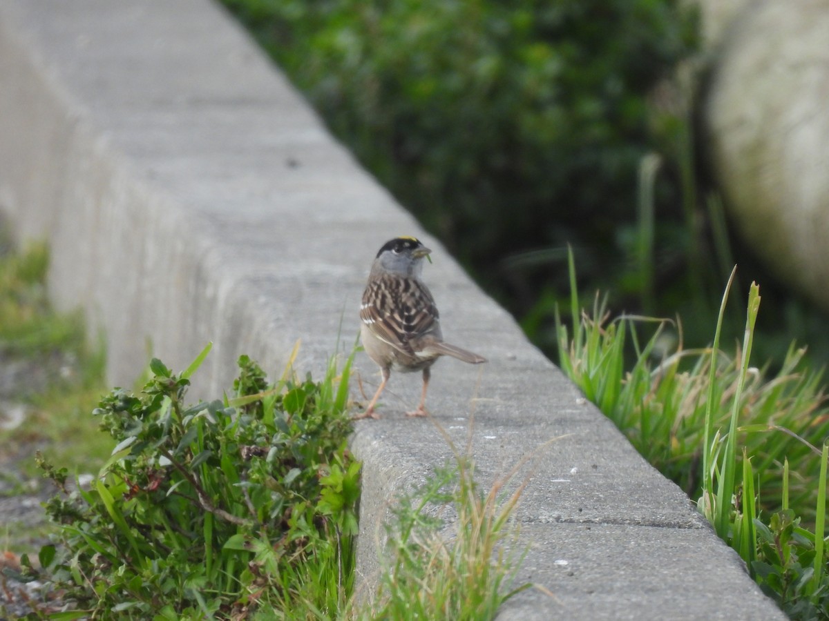 Golden-crowned Sparrow - ML616843241