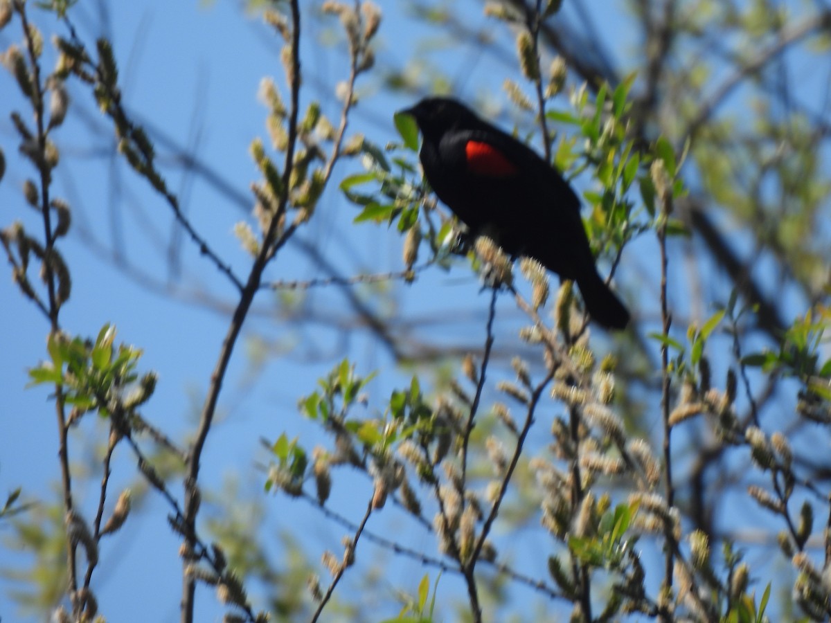 Red-winged Blackbird - ML616843285