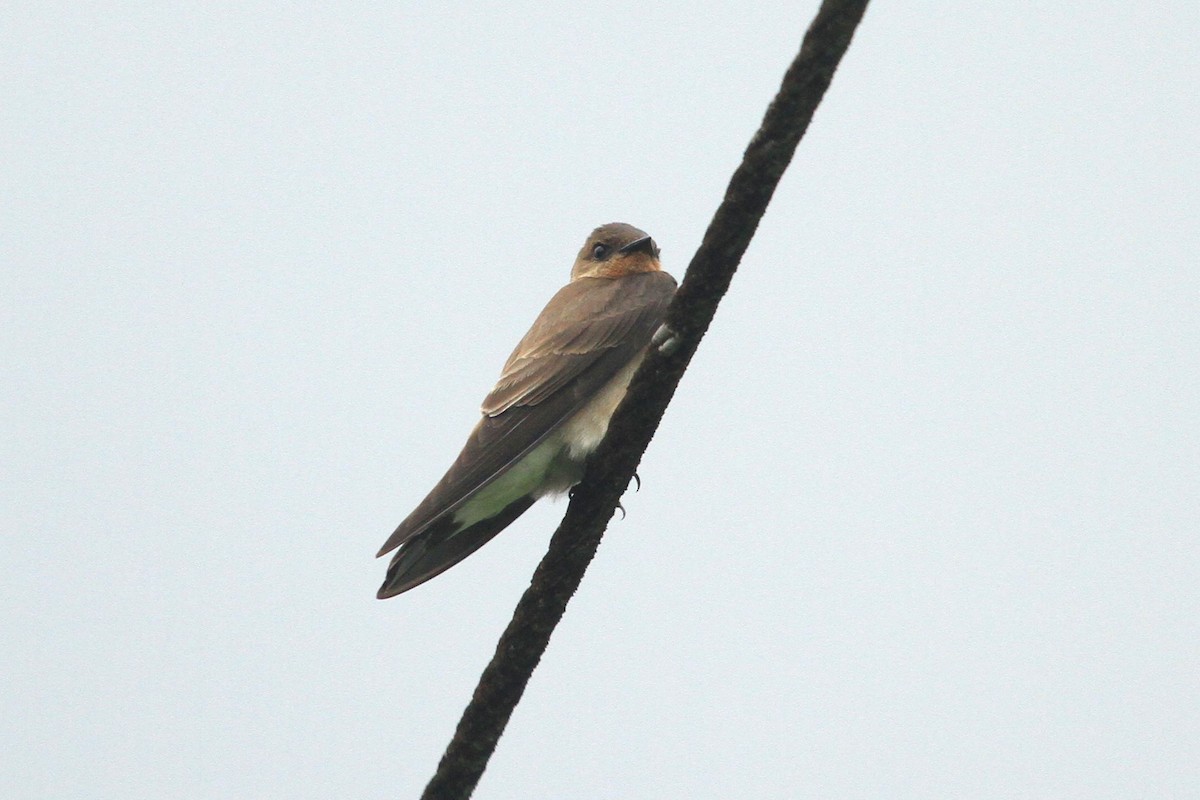 Southern Rough-winged Swallow - ML616843341