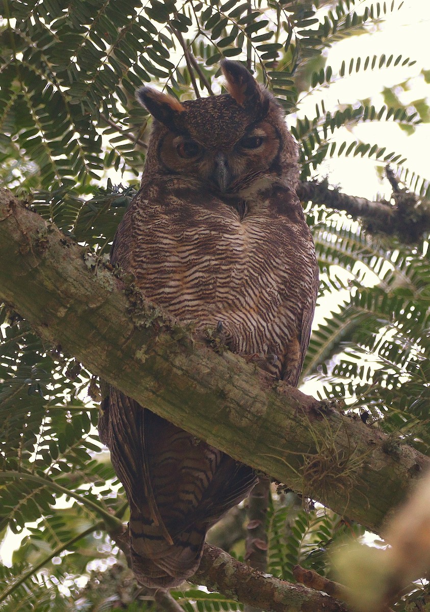 Great Horned Owl - ML616843349