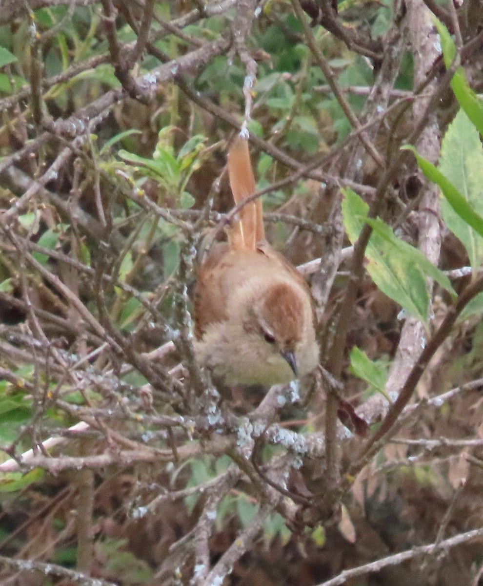 Brown-capped Tit-Spinetail - ML616843358