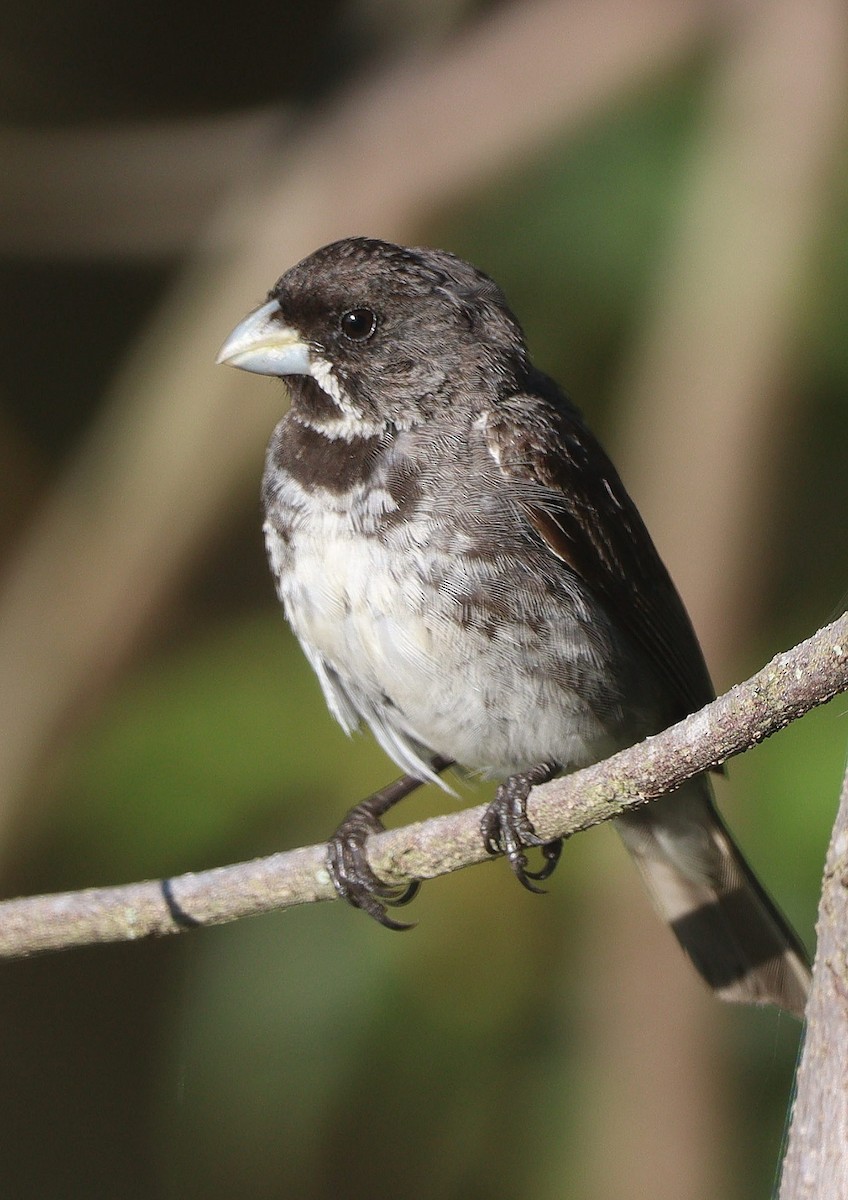 Double-collared Seedeater - ML616843460