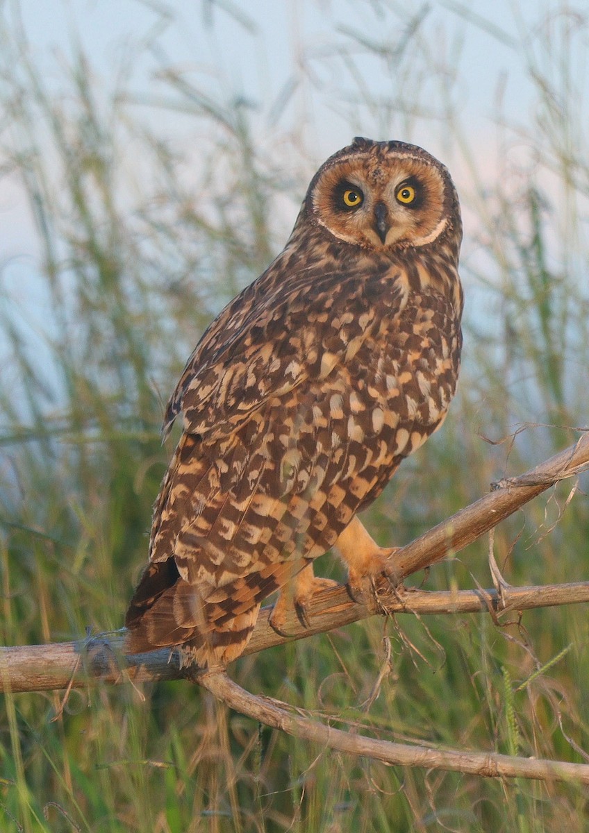 Short-eared Owl - ML616843543