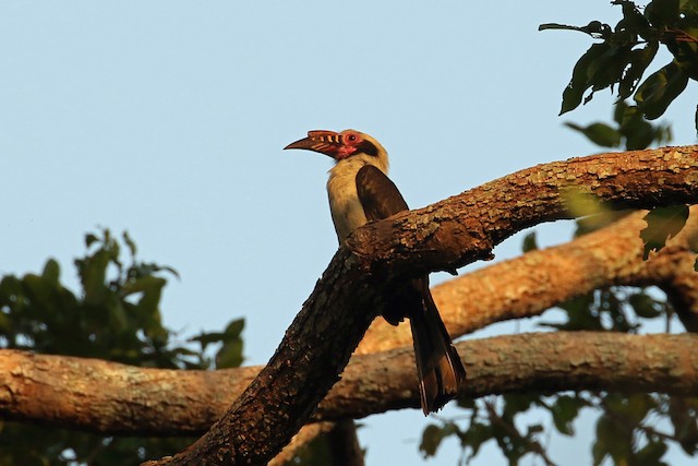 Luzon Hornbill at Subic Bay by Dave Beeke