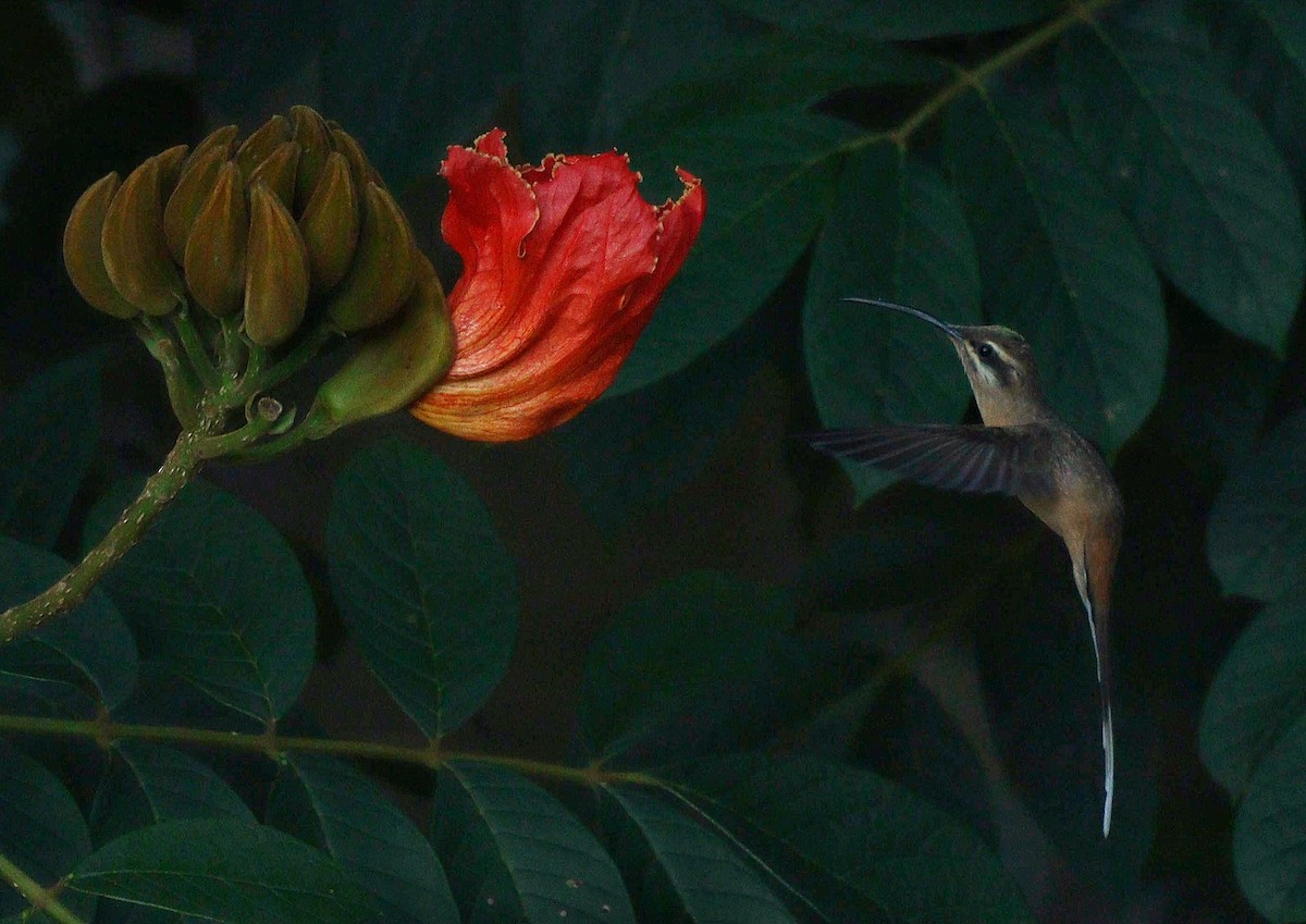 kolibřík Pretreův - ML616843558