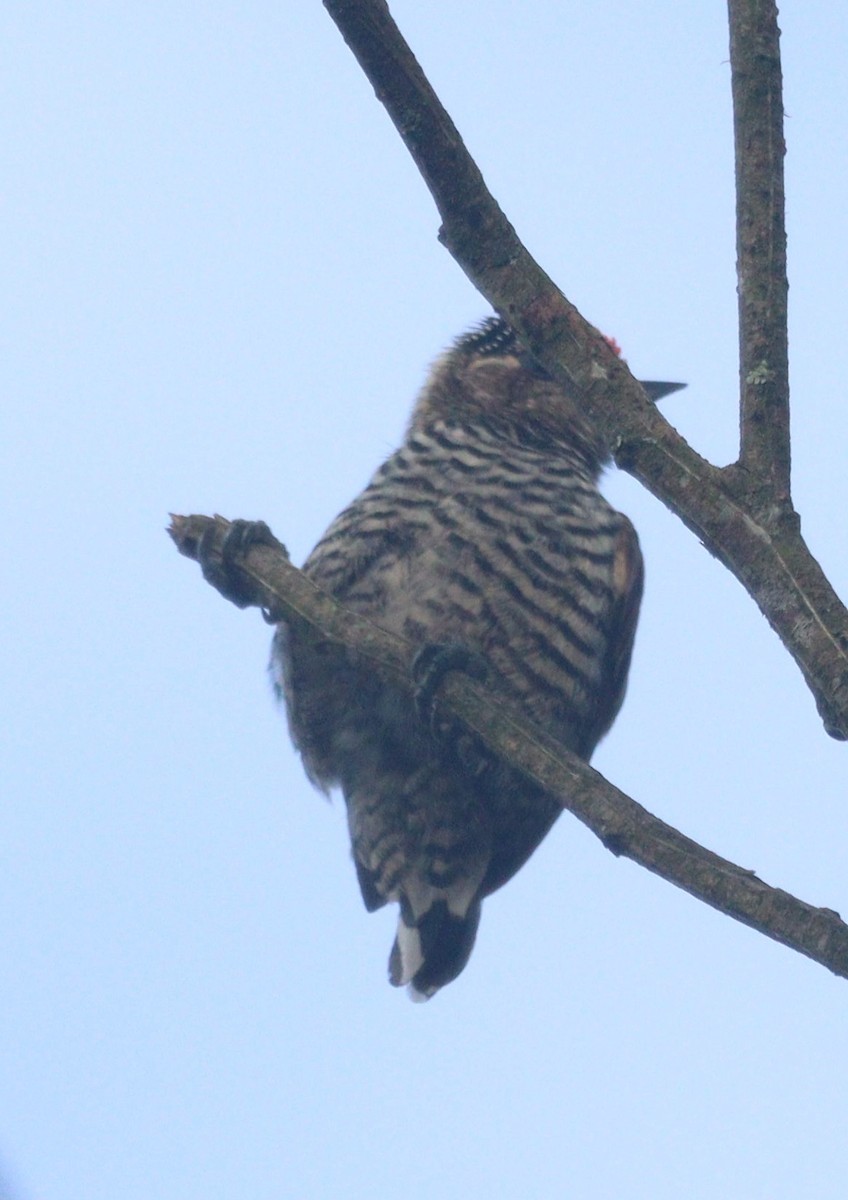 White-barred Piculet - ML616843564