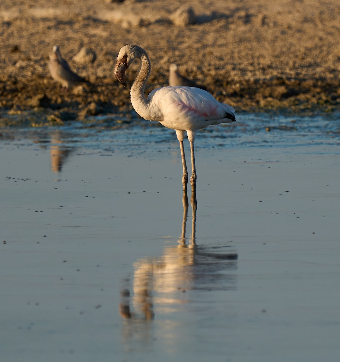 Lesser Flamingo - ML616843622