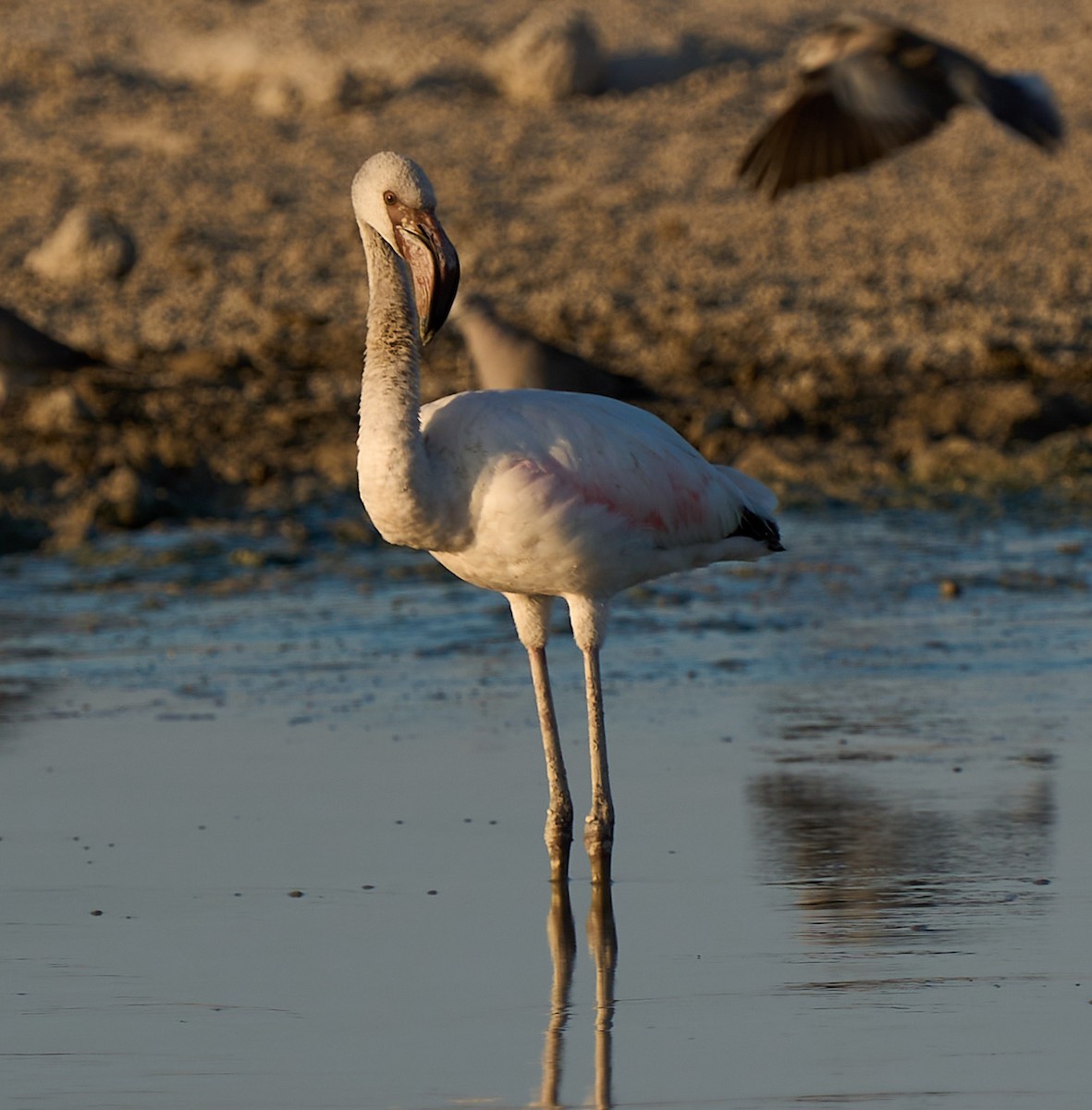 Lesser Flamingo - Steven Cheong