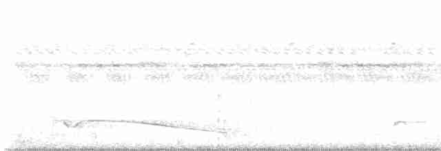 Great Eared-Nightjar - ML616843637