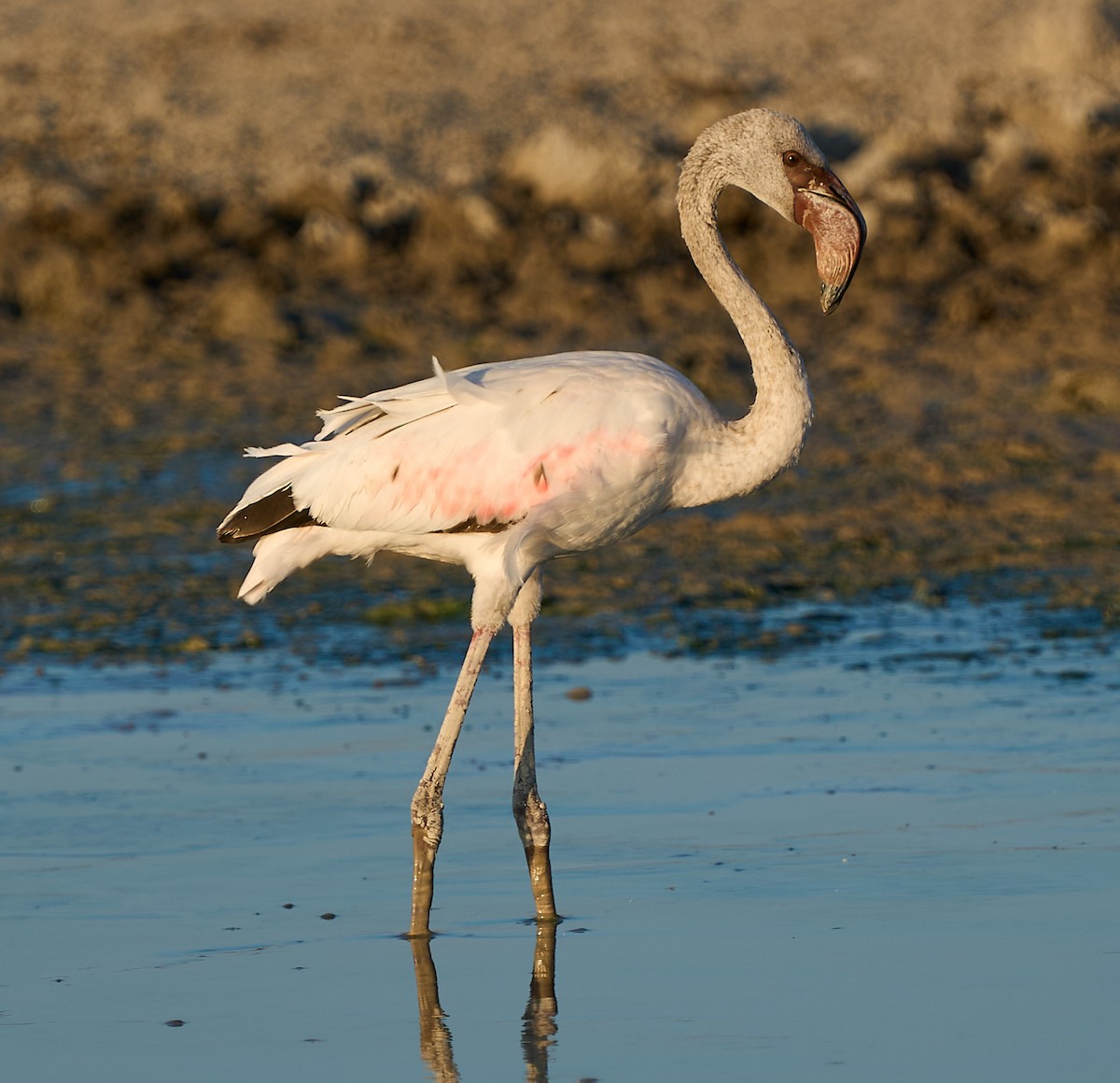 Lesser Flamingo - ML616843790