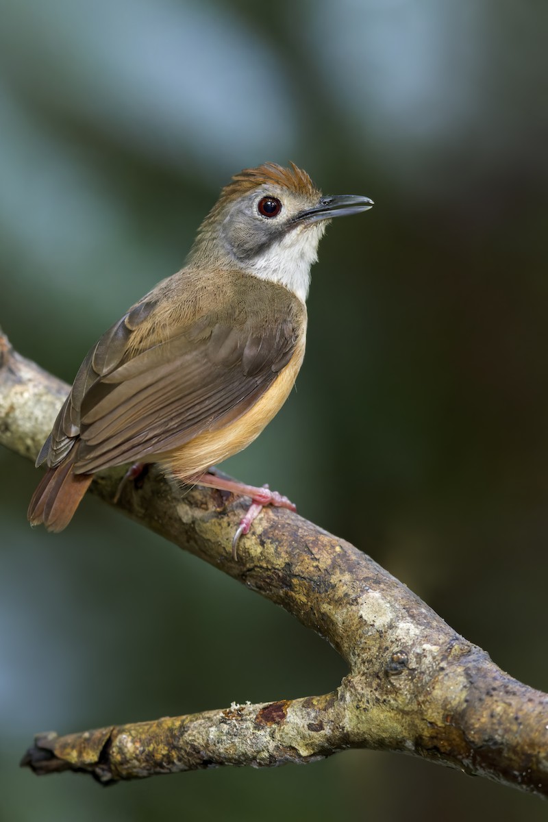 Short-tailed Babbler - Dubi Shapiro