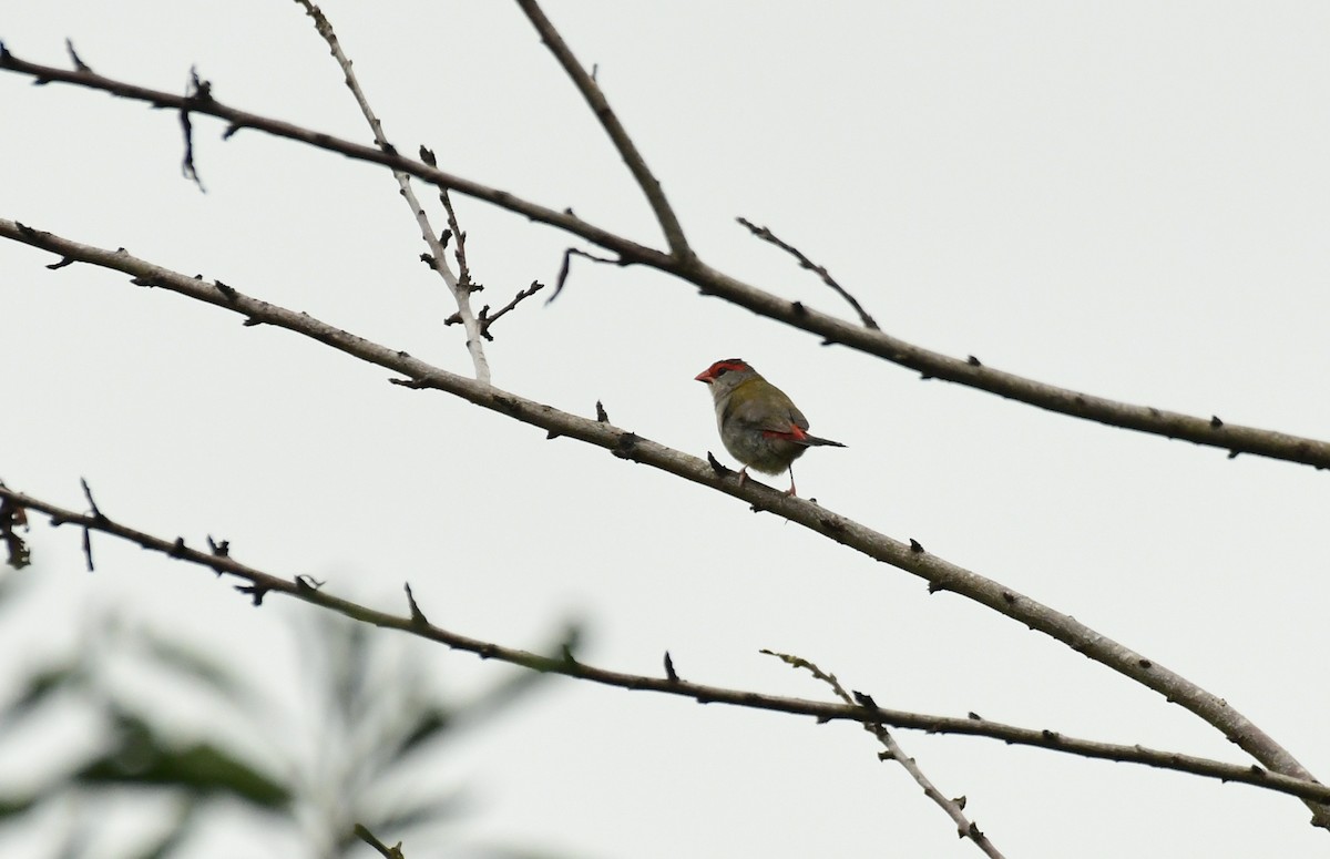 Red-browed Firetail - ML616843983