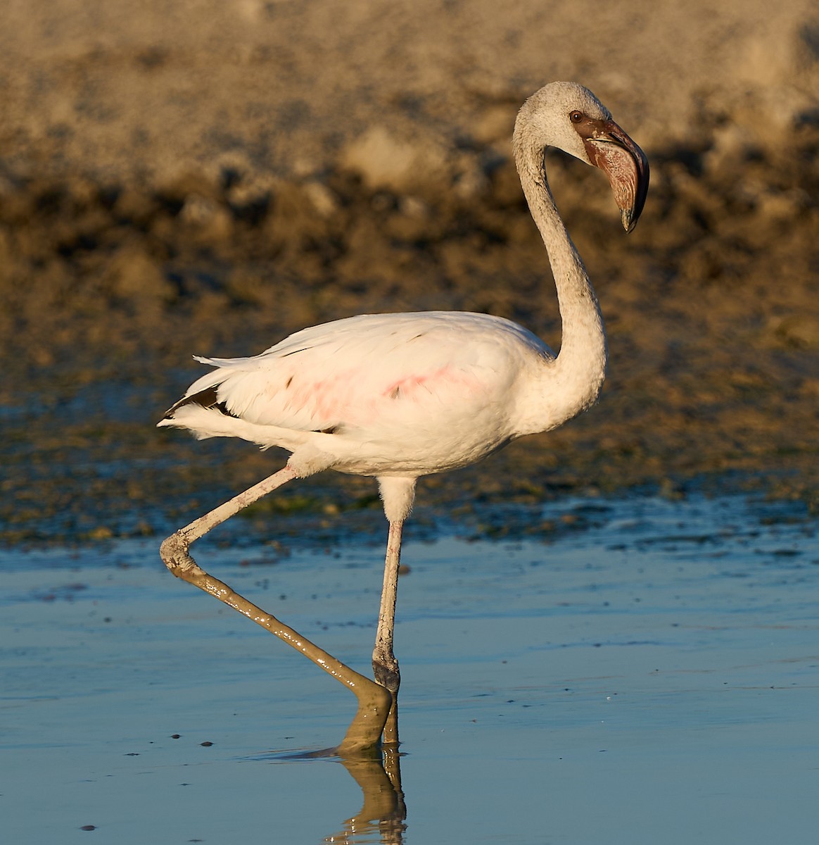 Lesser Flamingo - ML616844059