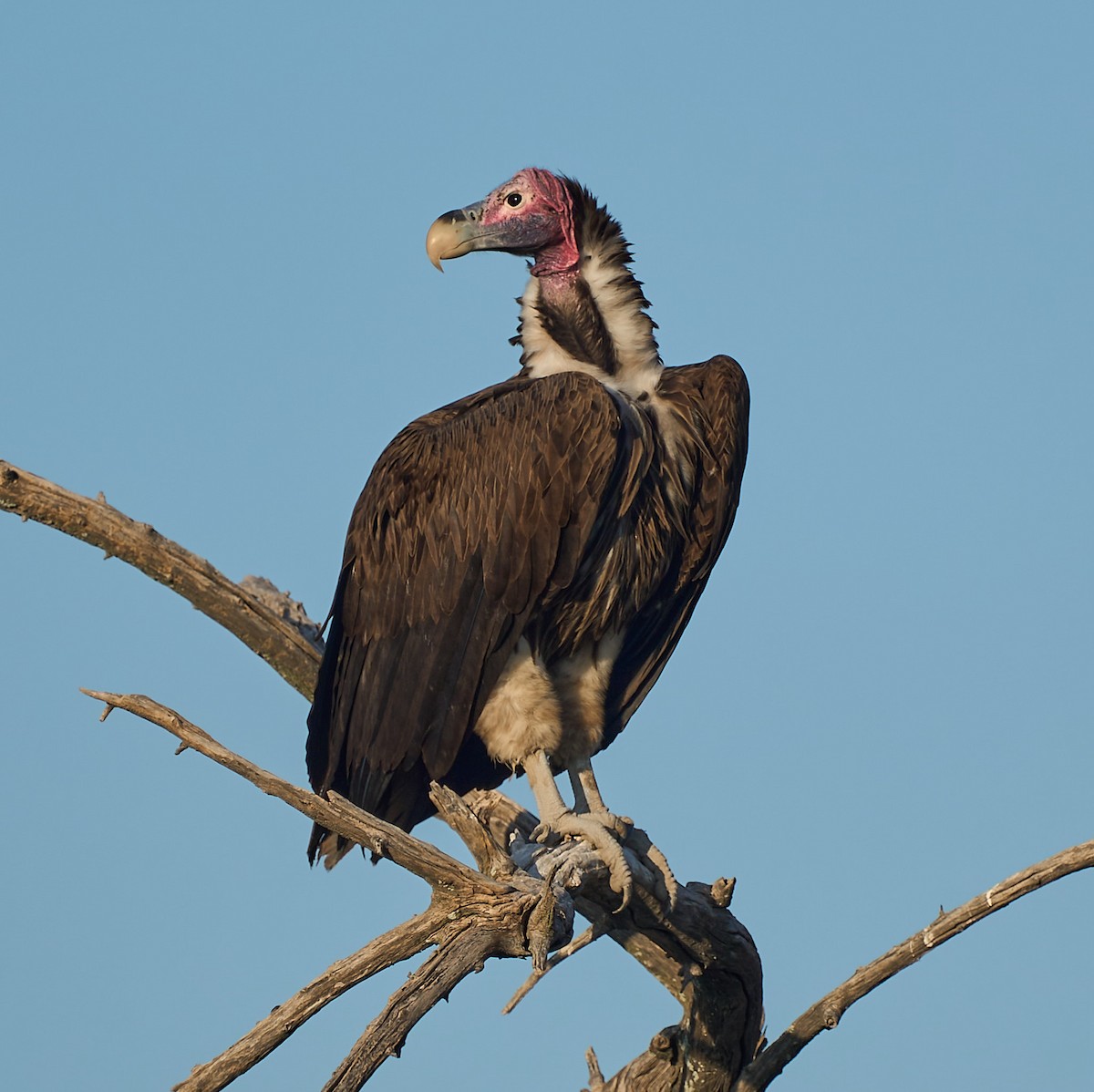 Lappet-faced Vulture - ML616844071