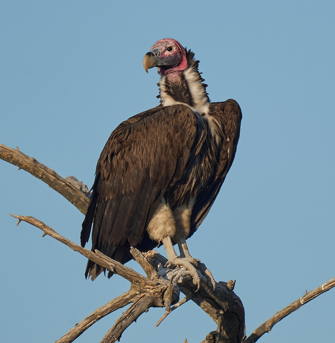 Lappet-faced Vulture - ML616844072
