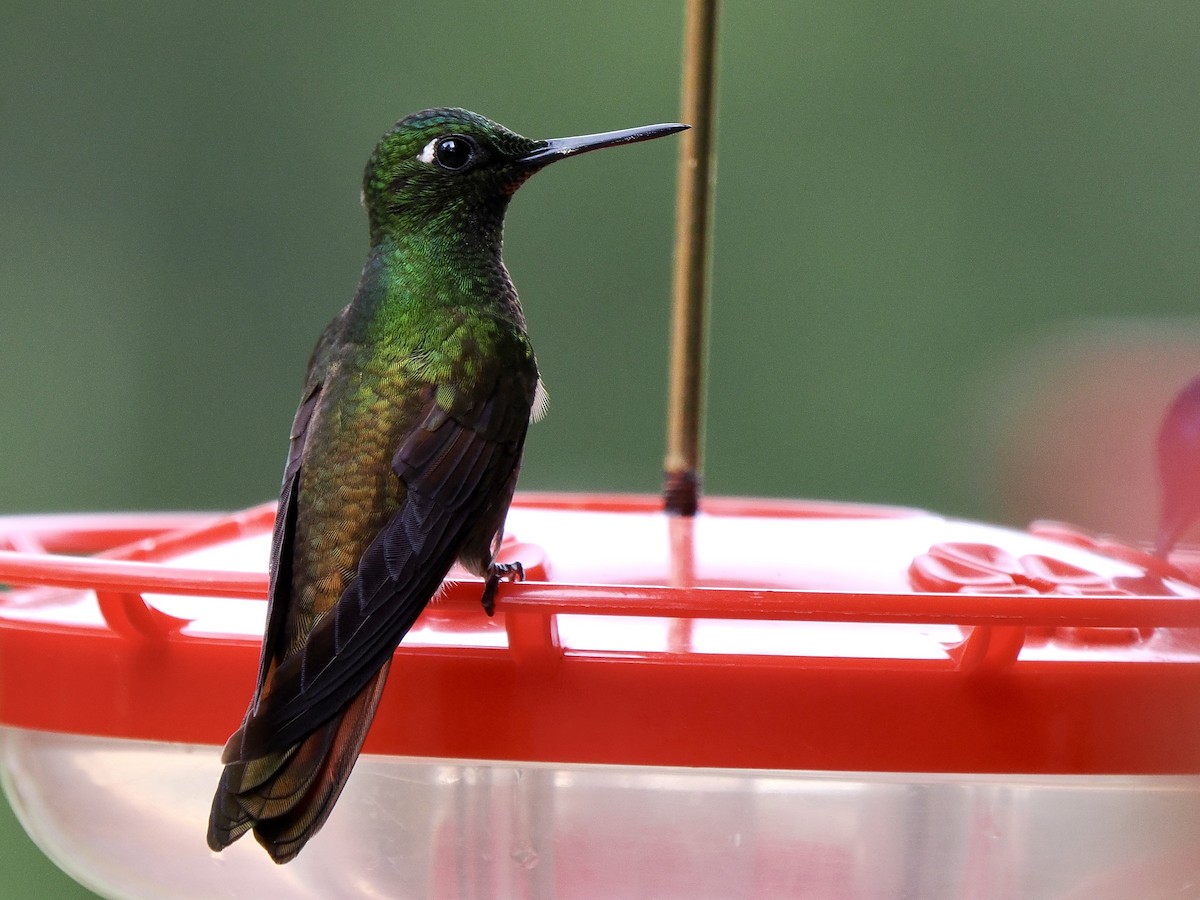 kolibřík brazilský - ML616844081