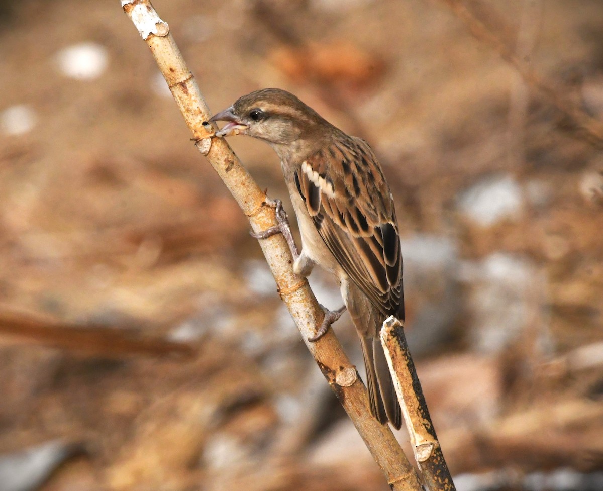 House Sparrow - mathew thekkethala