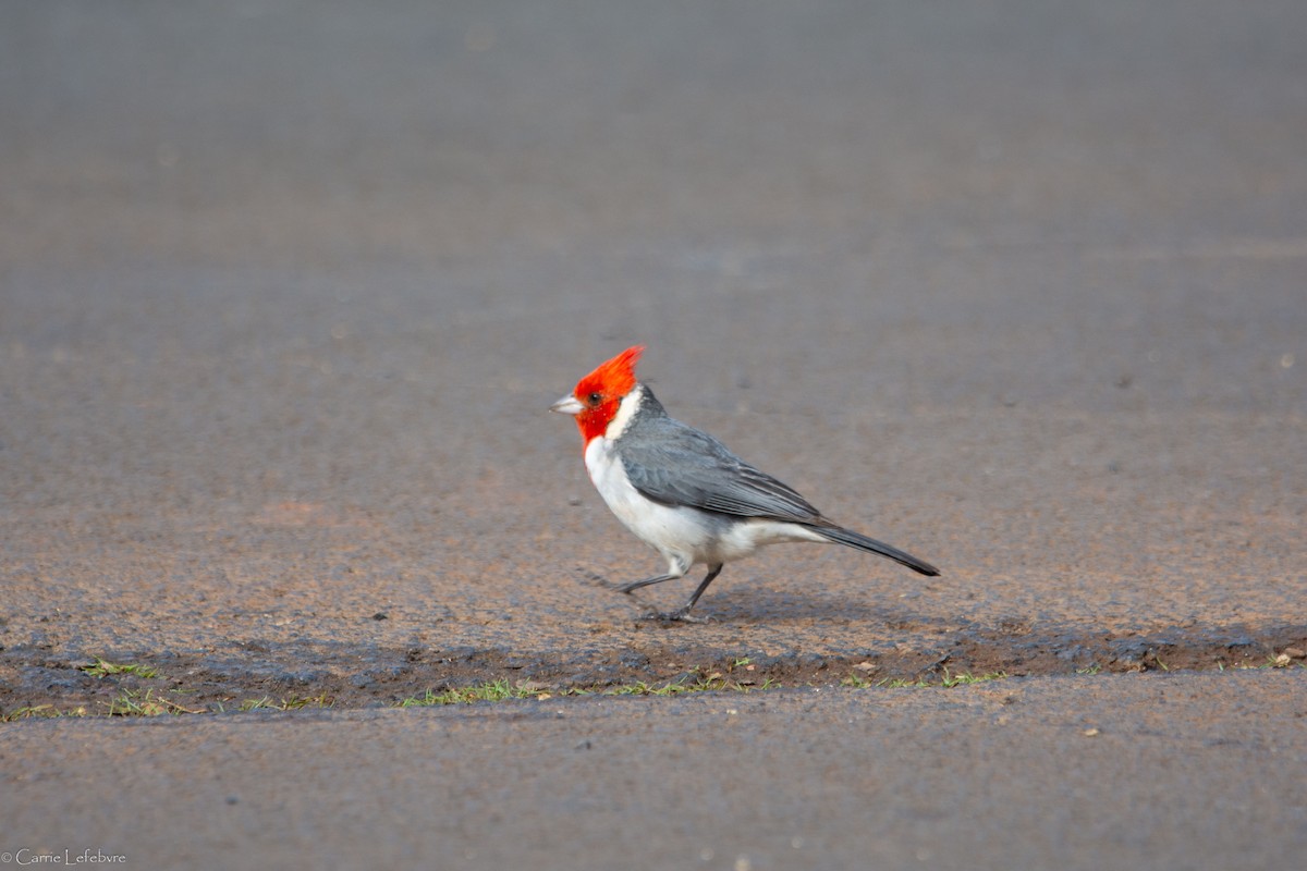 Red-crested Cardinal - ML616844098