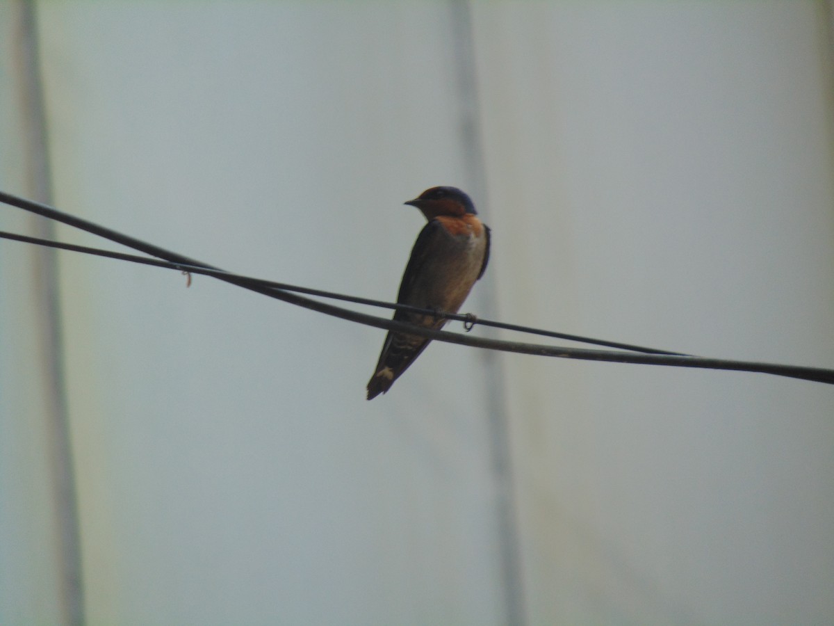 Hill Swallow - Sarath Chandran P