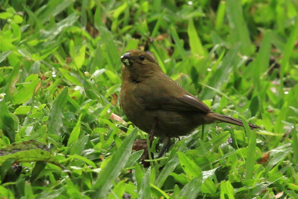 Thick-billed Seed-Finch - ML616844180