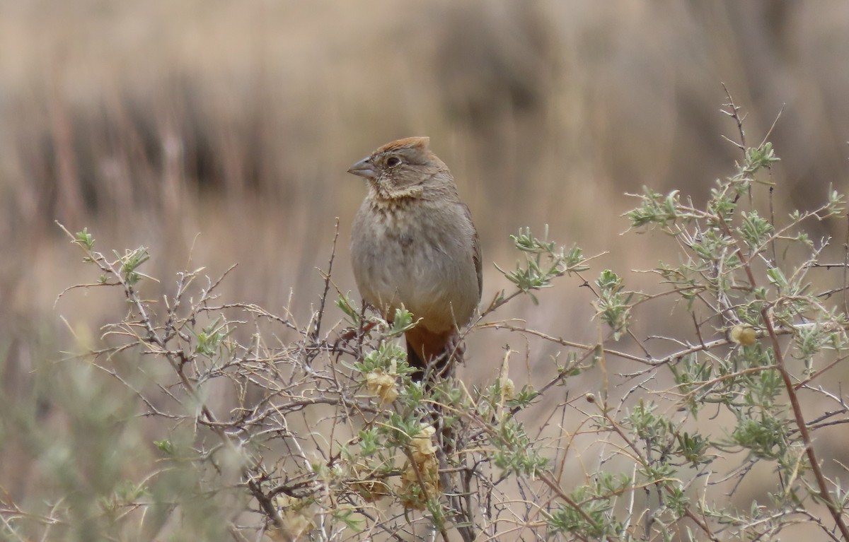 Canyon Towhee - Anne Mytych