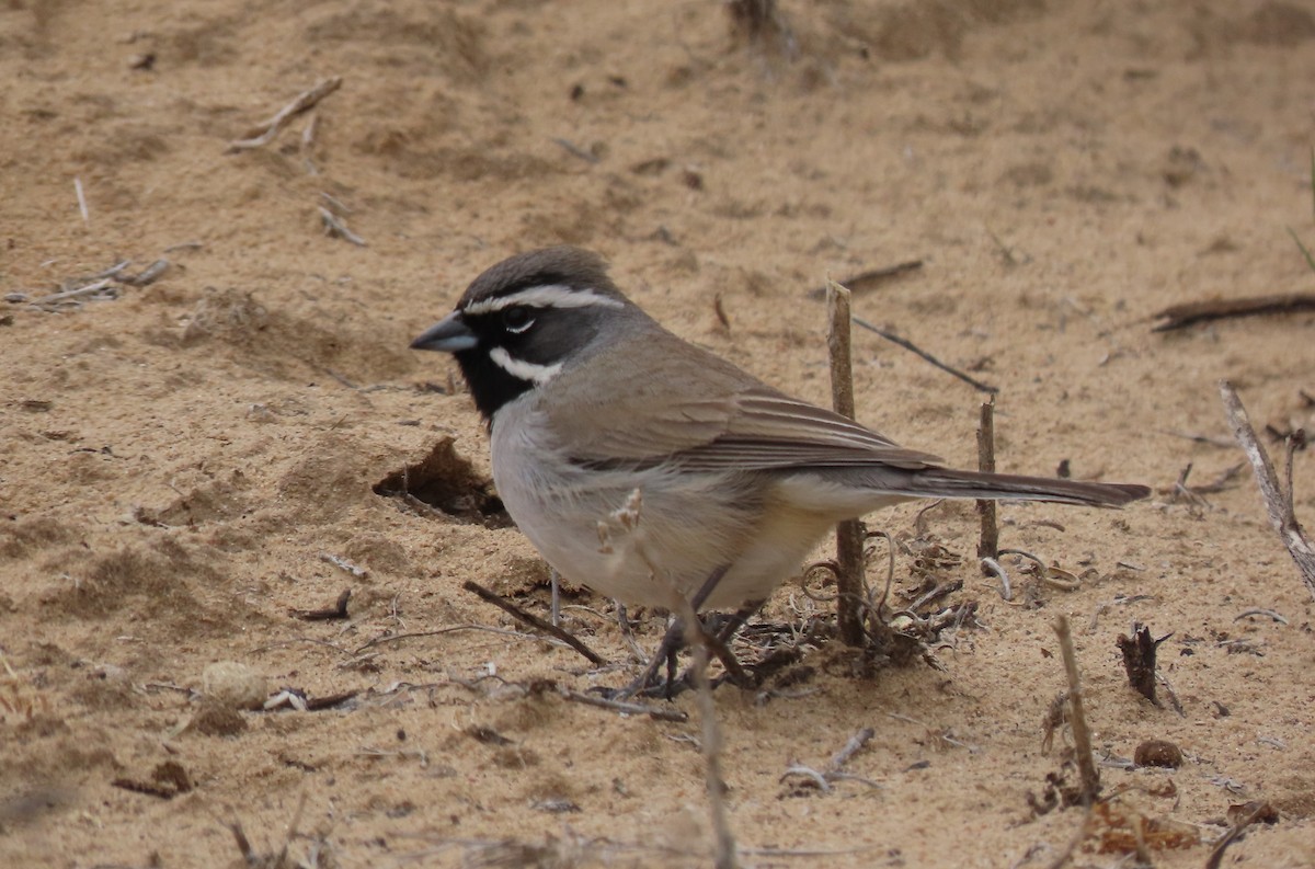 Black-throated Sparrow - ML616844199